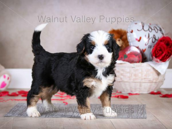 tri-colored mini bernedoodle baby puppy