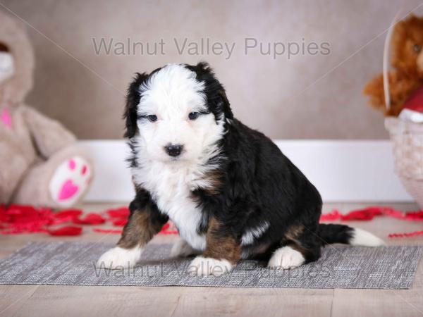 tri-colored mini bernedoodle baby puppy