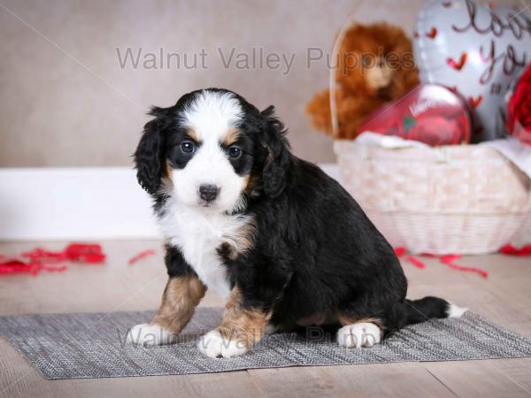 tri-colored mini bernedoodle baby puppy