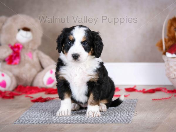 tri-colored mini bernedoodle baby puppy