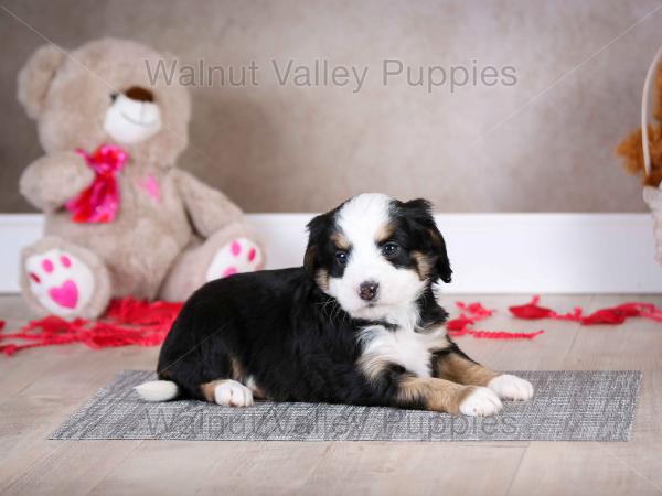 tri-colored mini bernedoodle baby puppy