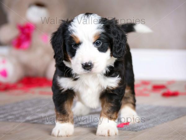 tri-colored mini bernedoodle baby puppy