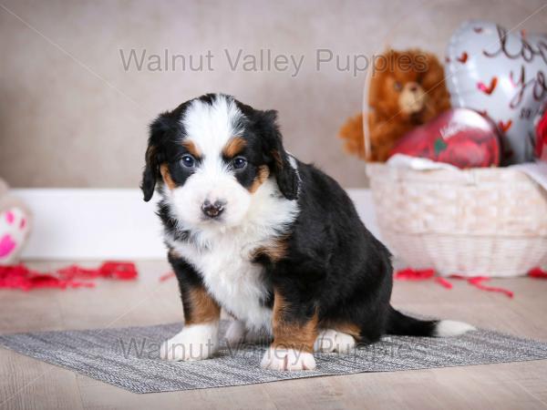 tri-colored mini bernedoodle baby puppy