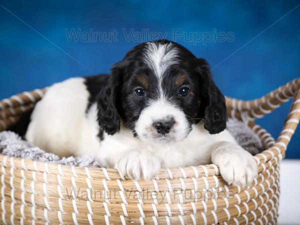 F1B Mini Bernedoodle in Illinois