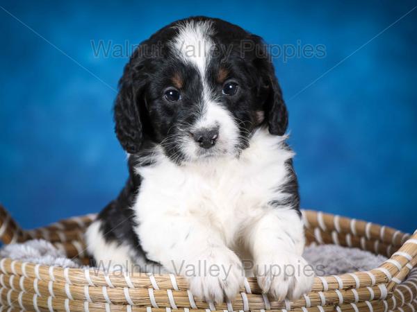 F1B Mini Bernedoodle in Illinois