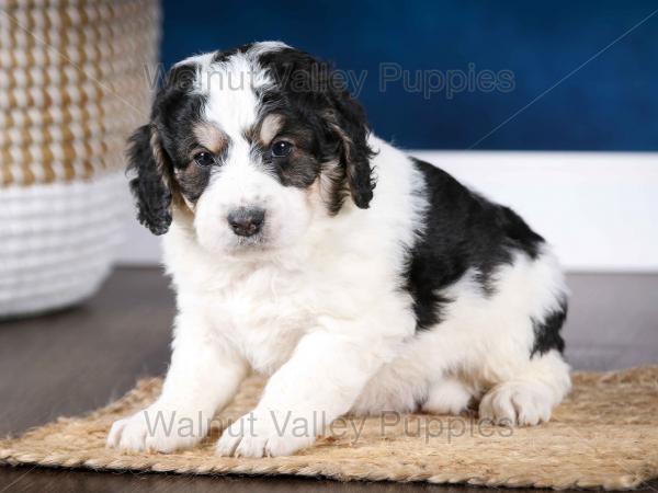 F1B Mini Bernedoodle in Illinois