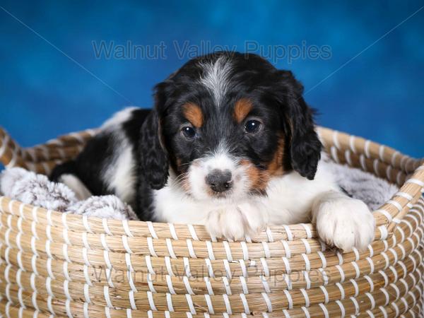 F1B Mini Bernedoodle in Illinois