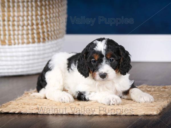 F1B Mini Bernedoodle in Illinois