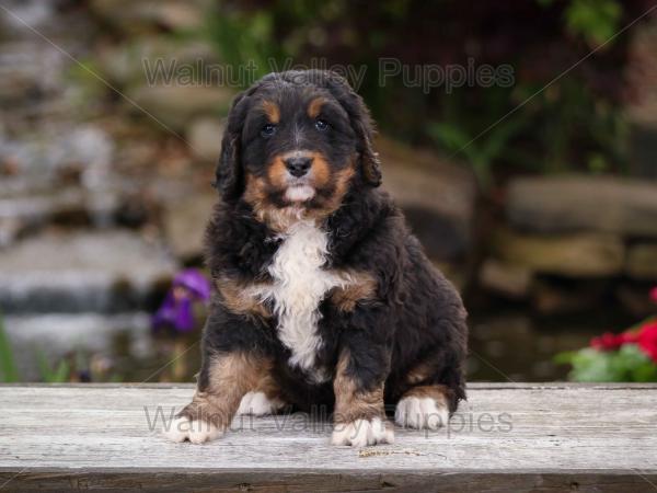 tri-colored standard bernedoodle near Chicago Illinois