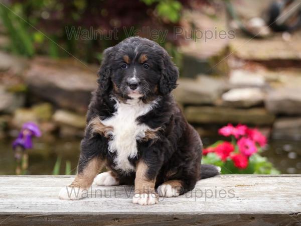 tri-colored standard bernedoodle near Chicago Illinois