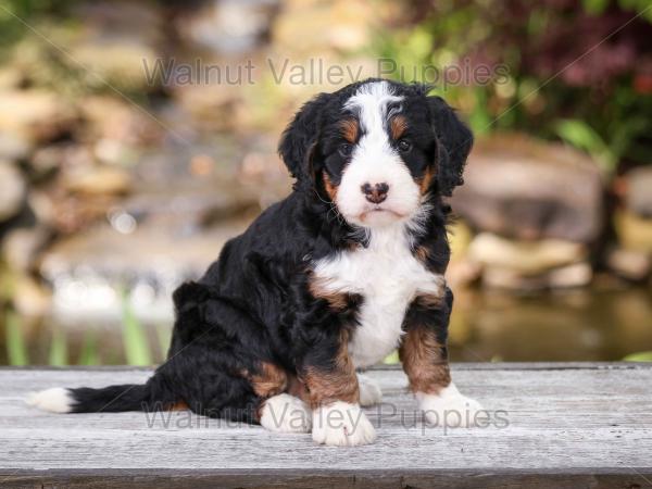 tri-colored mini bernedoodle near Chicago Illinois