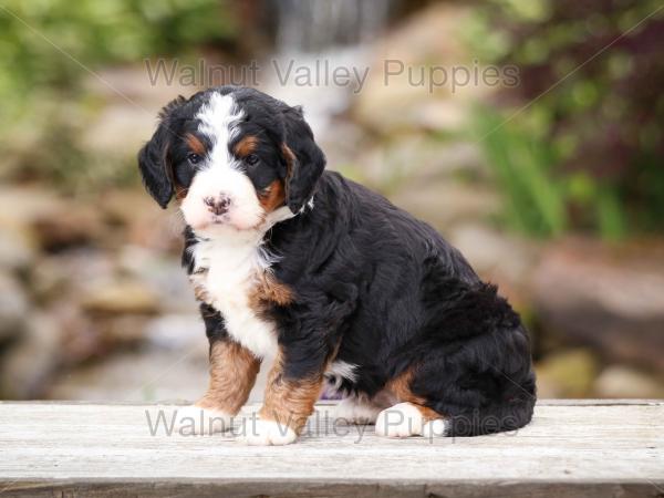 tri-colored mini bernedoodle near Chicago Illinois