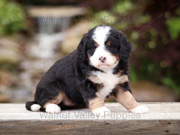 tri-colored mini bernedoodle near Chicago Illinois