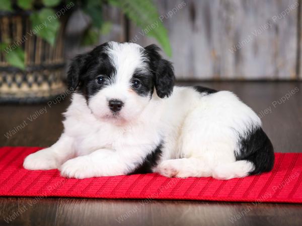 F2 tri-colored mini bernedoodle near Chicago Illinois