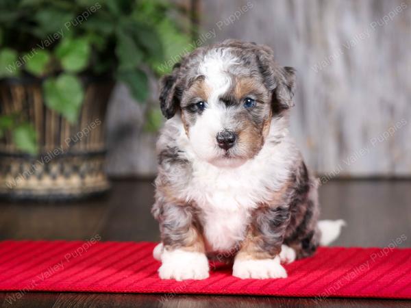 f2 tri-colored mini bernedoodle near Chicago Illinois