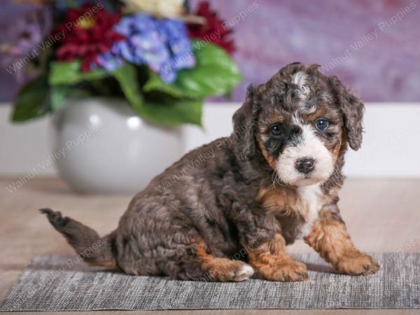 F1B Tiny Bernedoodle in Illinois