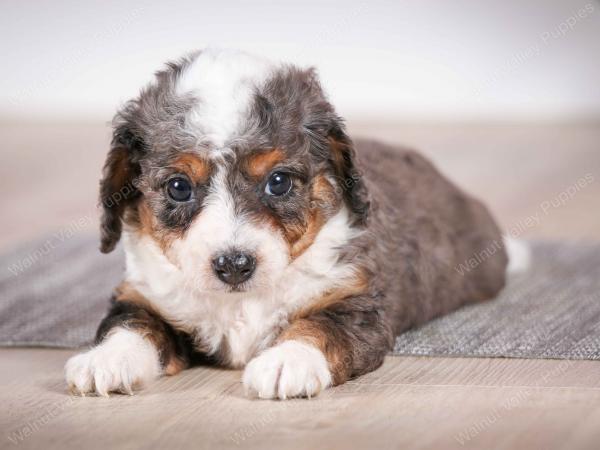 F1B Tiny Bernedoodle in Illinois