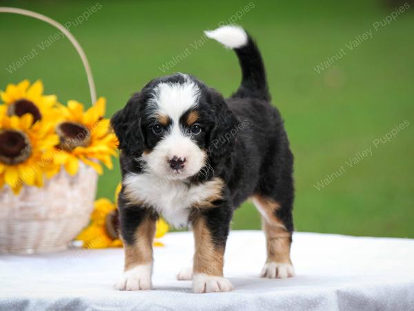 tri-colored male mini bernedoodle near Chicago Illinois