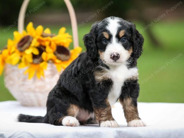 tri-colored female mini bernedoodle near Chicago Illinois