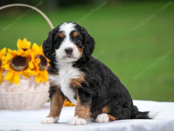 tri-colored male mini bernedoodle near Chicago Illinois