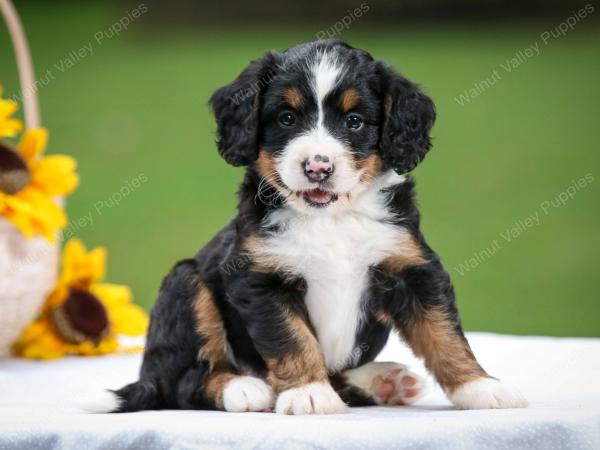 tri-colored female mini bernedoodle near Chicago Illinois