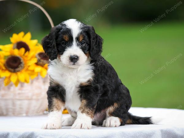 tri-colored male mini bernedoodle near Chicago Illinois