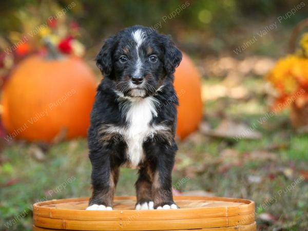 tri-colored standard bernedoodle near Chicago Illinois