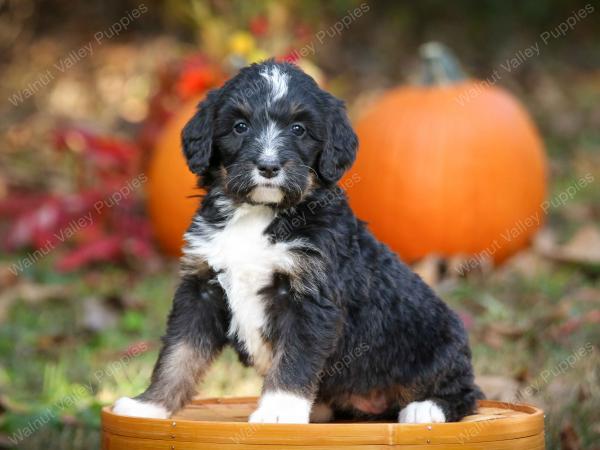 tri-colored standard bernedoodle near Chicago Illinois