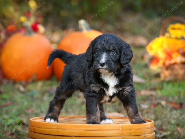 tri-colored standard bernedoodle near Chicago Illinois