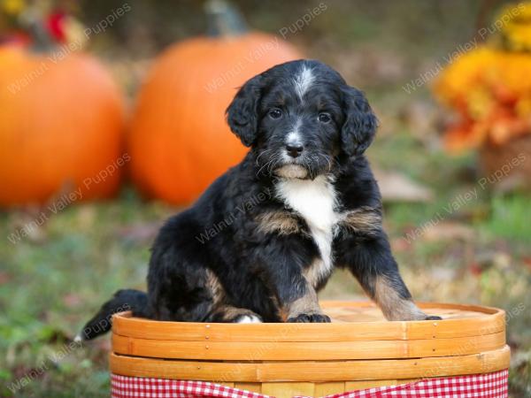 tri-colored standard bernedoodle near Chicago Illinois