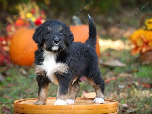 tri-colored standard bernedoodle near Chicago Illinois