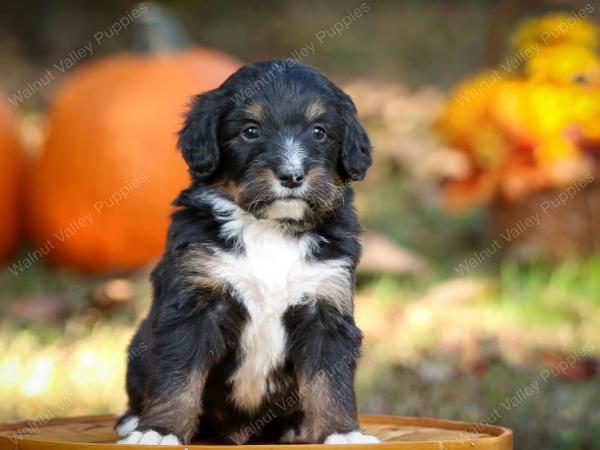 tri-colored standard bernedoodle near Chicago Illinois