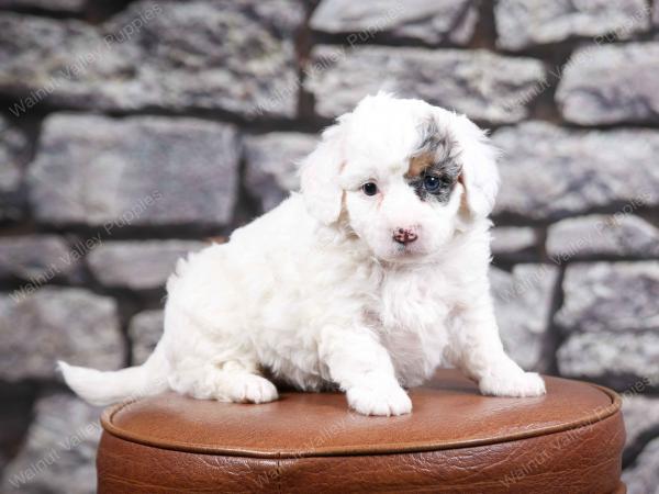 F1B Tiny Bernedoodle in Illinois