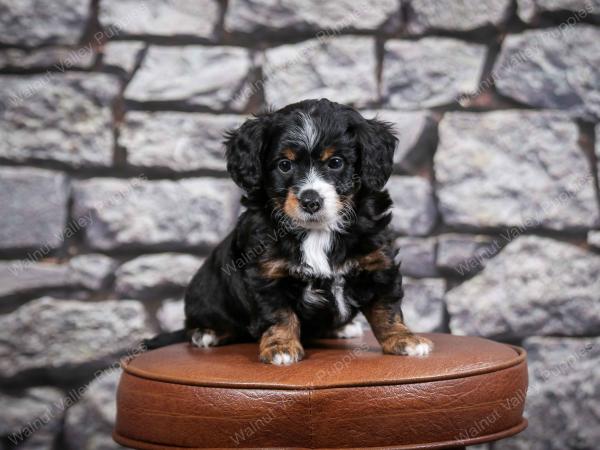 F1B Tiny Bernedoodle in Illinois