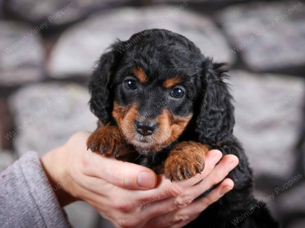 F1B Tiny Bernedoodle in Illinois
