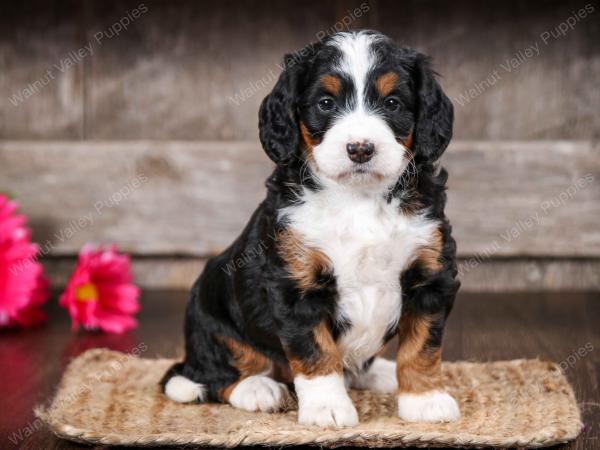 tri-colored female mini bernedoodle near Chicago Illinois