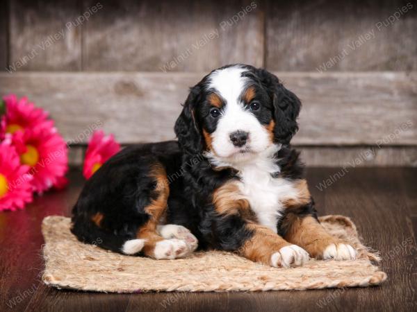 tri-colored male mini bernedoodle near Chicago Illinois