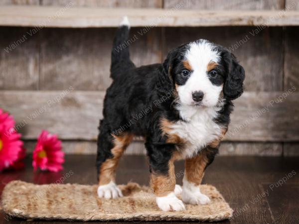 tri-colored female mini bernedoodle near Chicago Illinois