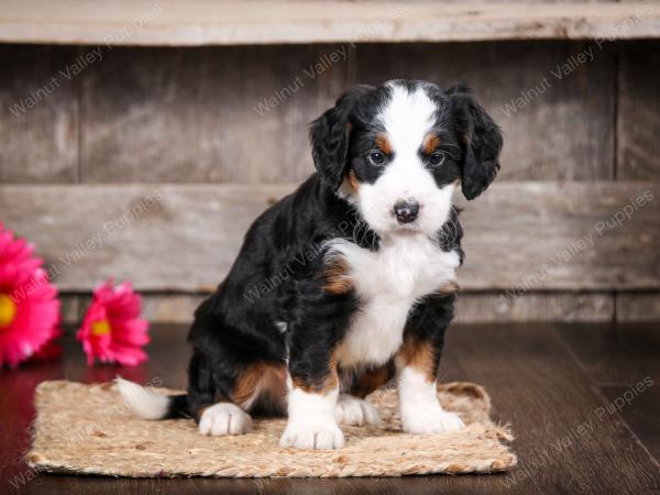 tri-colored male mini bernedoodle near Chicago Illinois