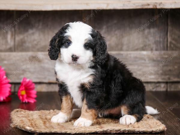 tri-colored female mini bernedoodle near Chicago Illinois