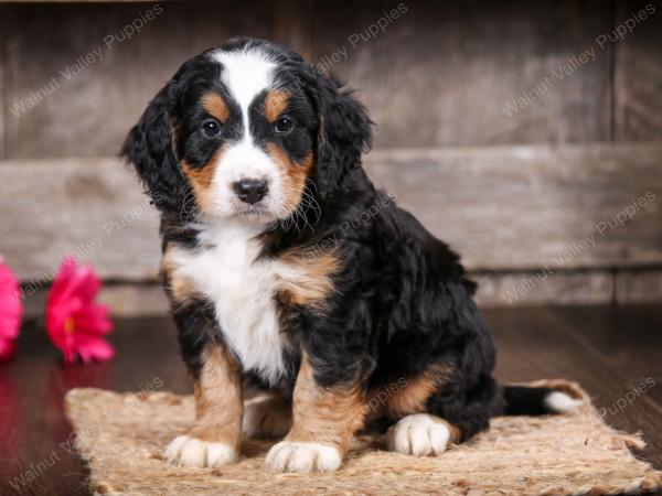 tri-colored male mini bernedoodle near Chicago Illinois