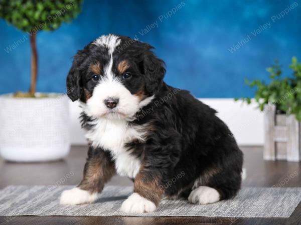 tri-colored male mini bernedoodle near St Louis Missouri 