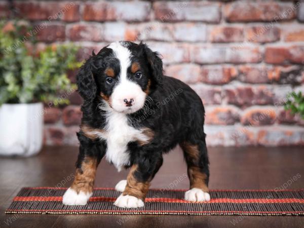 tri-colored female mini bernedoodle near Chicago Illinois