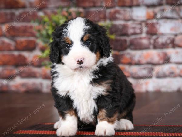 tri-colored male mini bernedoodle near Chicago Illinois