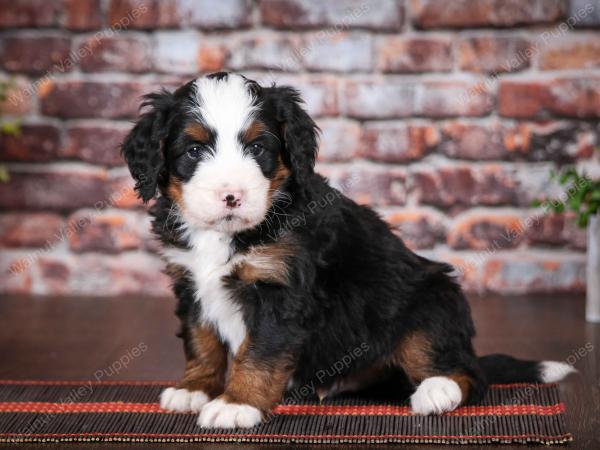 tri-colored male mini bernedoodle near Chicago Illinois