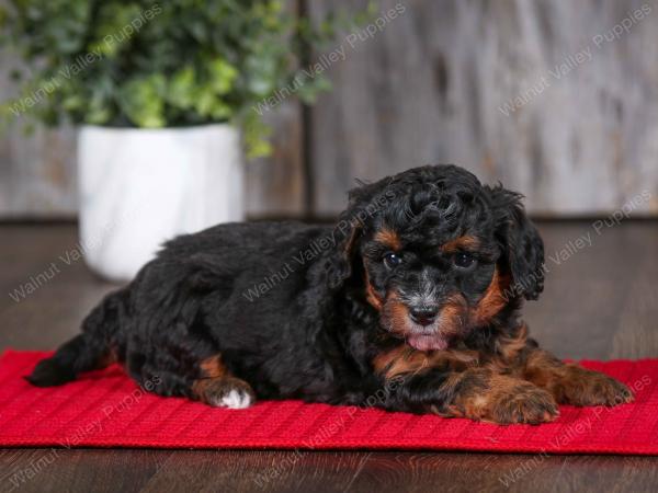 F1B Tiny Bernedoodle in Illinois