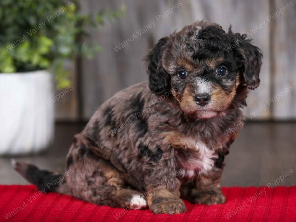 F1B Tiny Bernedoodle in Illinois