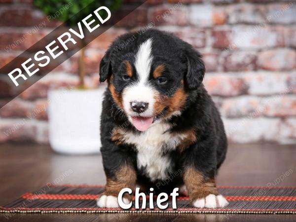 Bernese Mountain Dog puppy near Chicago Illinois