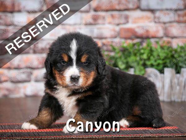 Bernese Mountain Dog puppy near Chicago Illinois