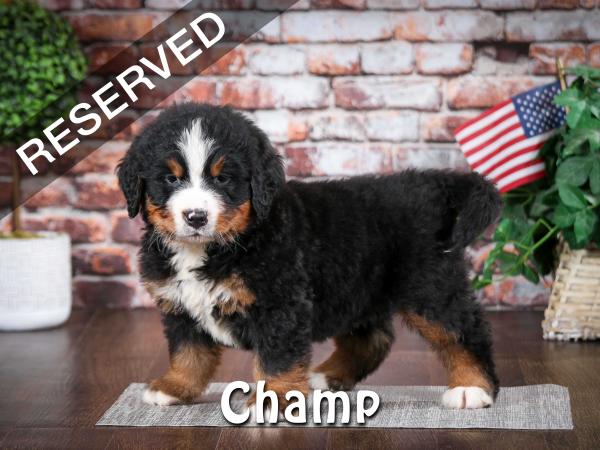 Bernese Mountain Dog puppy near Chicago Illinois